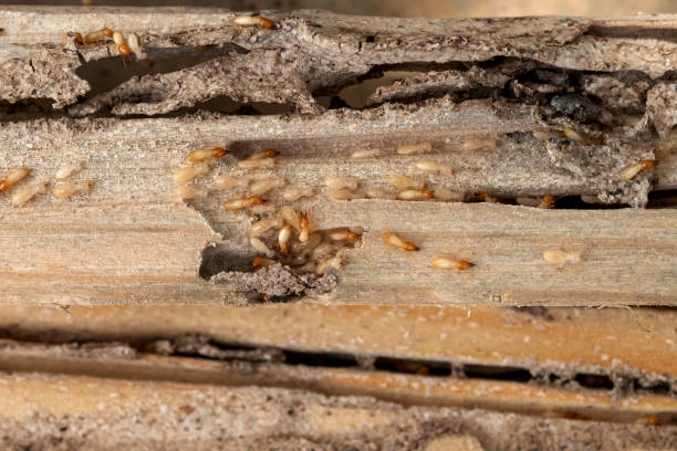 Best Local Pest Control Services  in Lusby, MD
